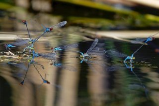 Le tribunal a donné à l'Etat français jusqu'au 30 juin 2024 au plus tard pour mieux respecter ses trajectoires de baisse de l'utilisation des pesticides et protéger les eaux.